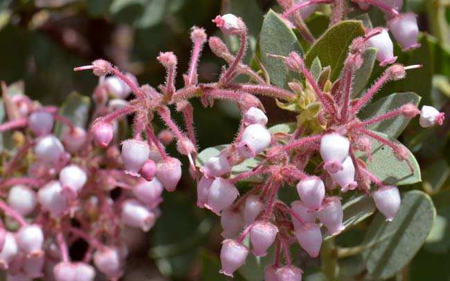 Arctostaphylos pringlei, Pringle Manzanita, Southwest Desert Flora